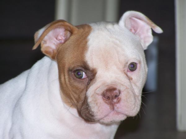 thug bully camp mary-j | American Bulldog 