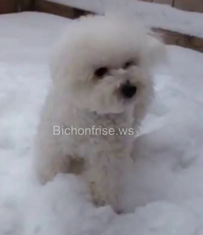 Royal Frise Just For Love | Bichon Frise 