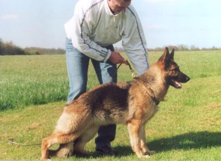 Elfi vom Hirschmorgen | German Shepherd Dog 