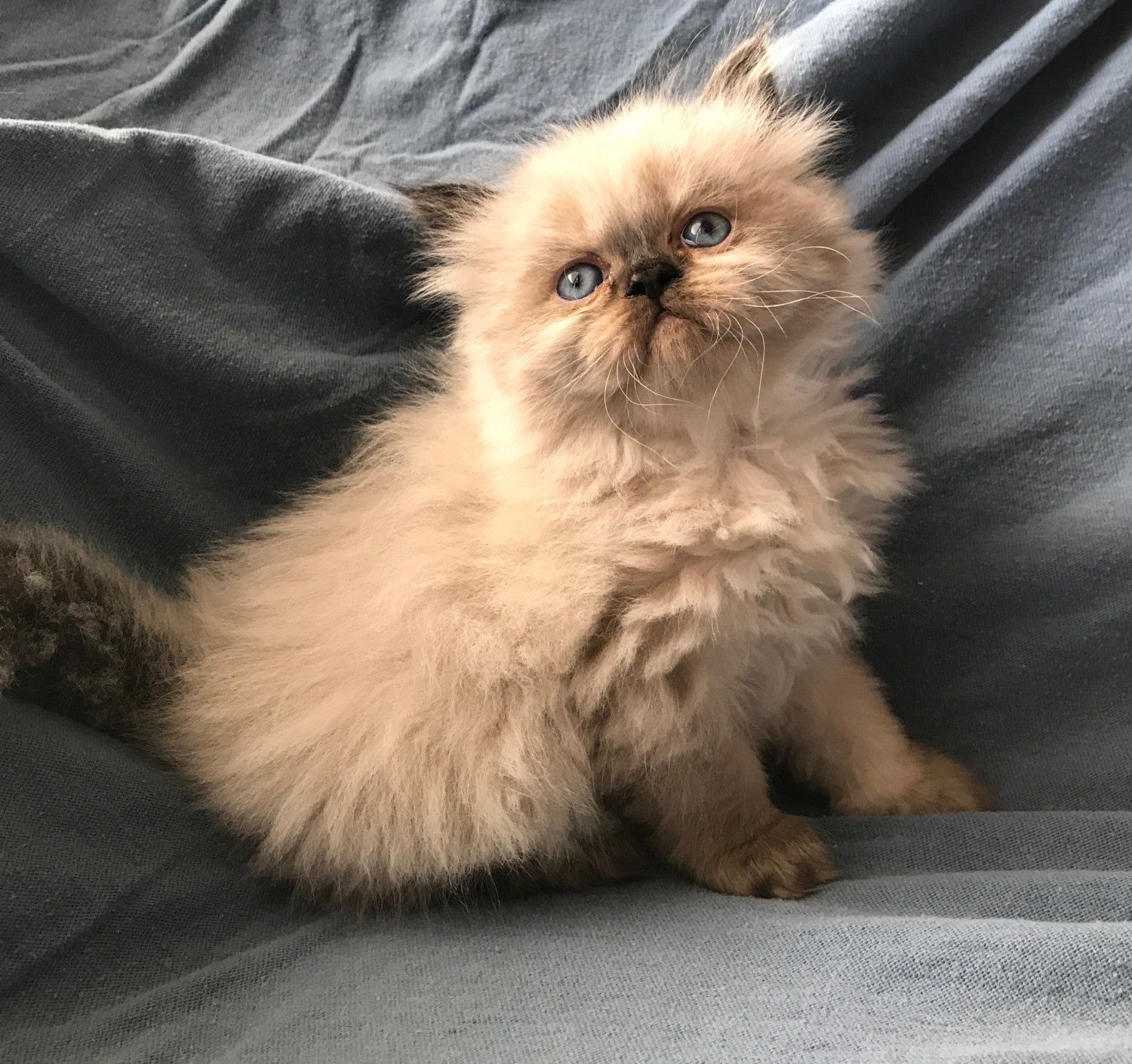 Himalayan