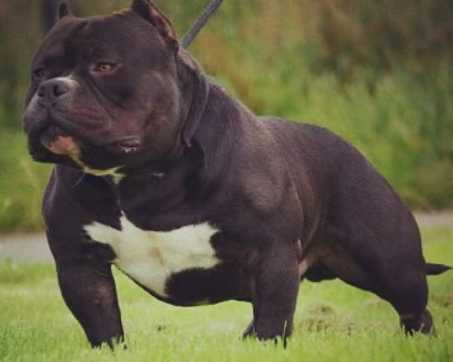 Razor's Edge Demon Boy | American Pit Bull Terrier 