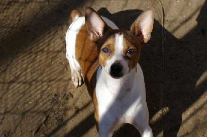 Dmor'S ws achilles | Rat Terrier 