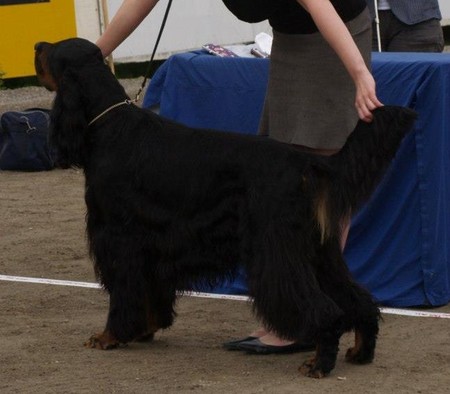 Xenaran back for good | Gordon Setter 