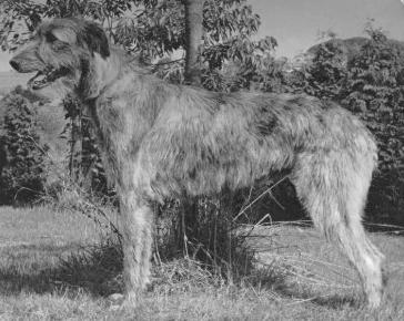 Erindale Bernice | Irish Wolfhound 