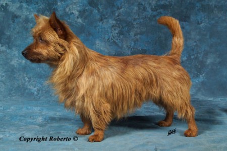 Cliftop Stealin Gold | Australian Terrier 