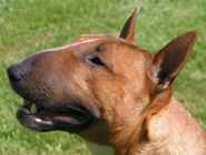 MOONCRUFT'S KING OF STYLE | Miniature Bull Terrier 