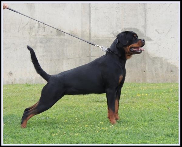 Bonnie del calvijar | Rottweiler 