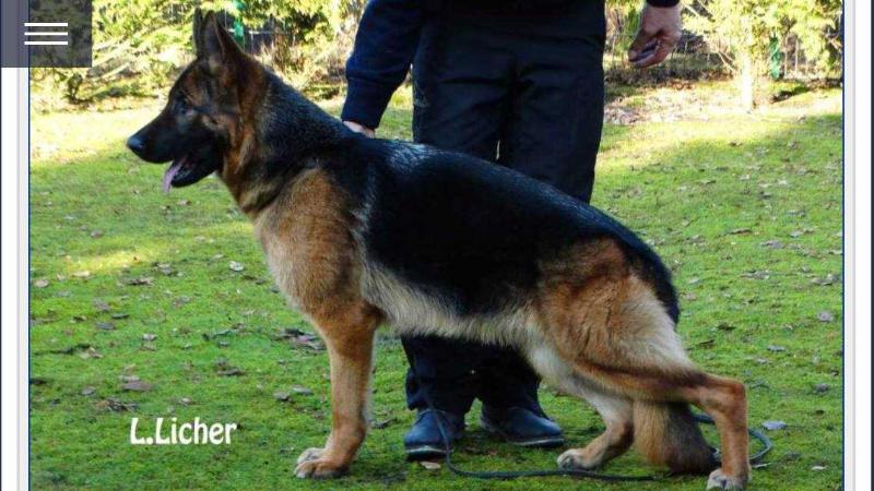 Rachel van de Zomerdijkslanden | German Shepherd Dog 