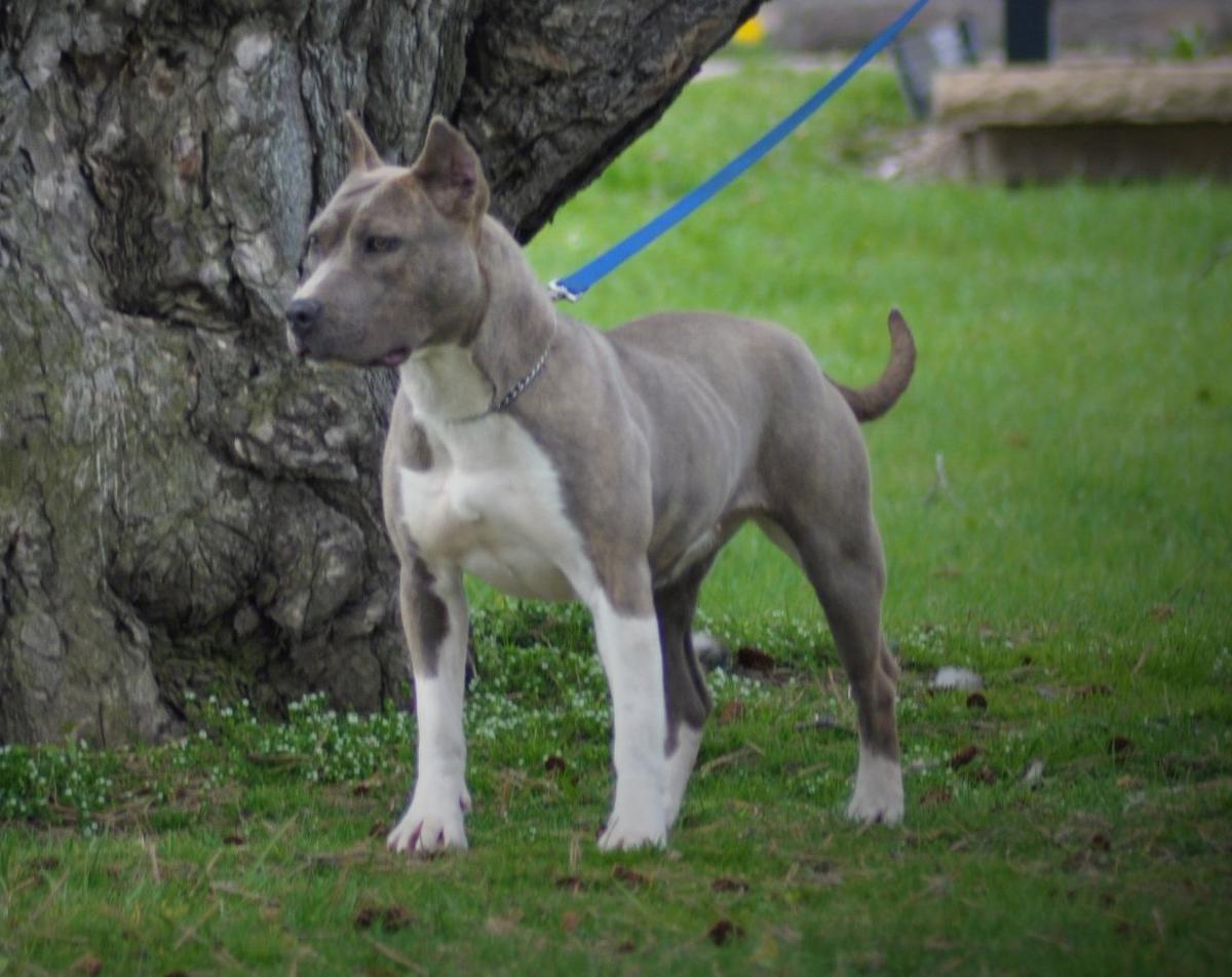 BDK's Whiskey Girl | American Pit Bull Terrier 