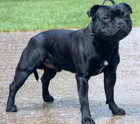 valglo peacemaker | Staffordshire Bull Terrier 