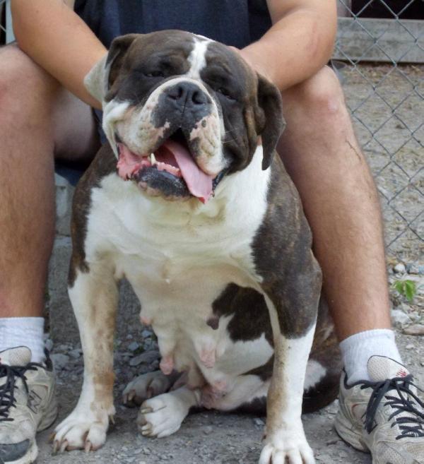 X.S.B,'s Chandler the bone Handler(Evolution's Static's Sis) | Olde English Bulldogge 