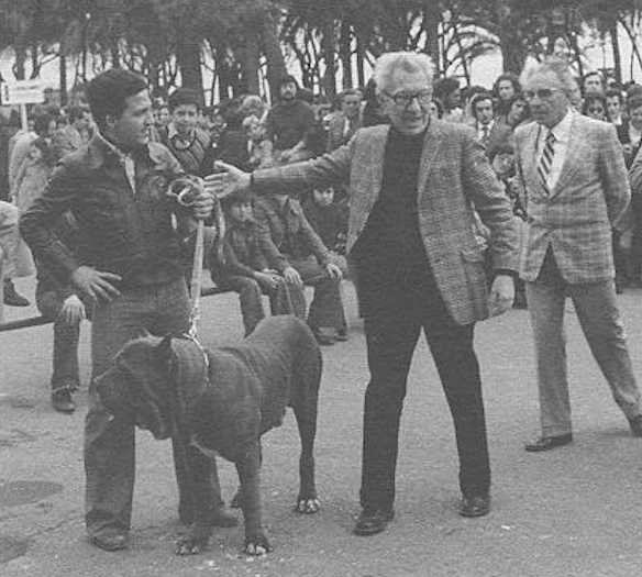 Frazer della Grotta | Neapolitan Mastiff 