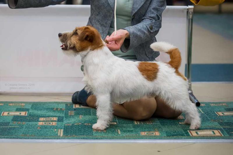 DENVI URFIN JUS | Jack Russell Terrier 