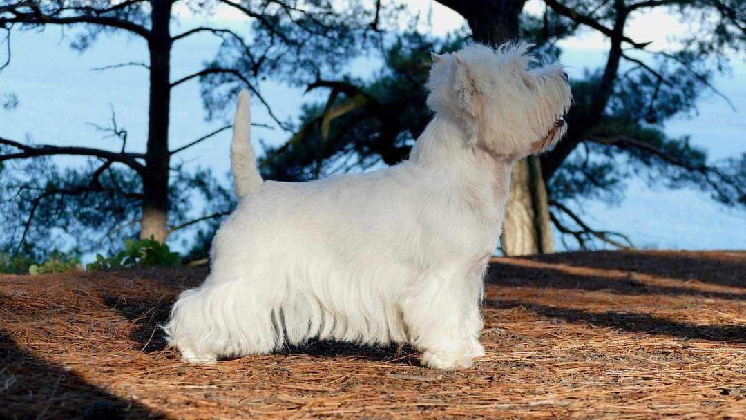 Vest Are Monpasye | West Highland White Terrier 