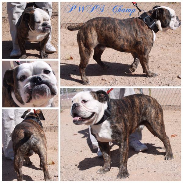 Hovic of PWP | Olde English Bulldogge 