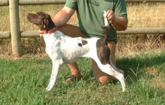 Shady Meadows Country Girl | German Shorthaired Pointer 