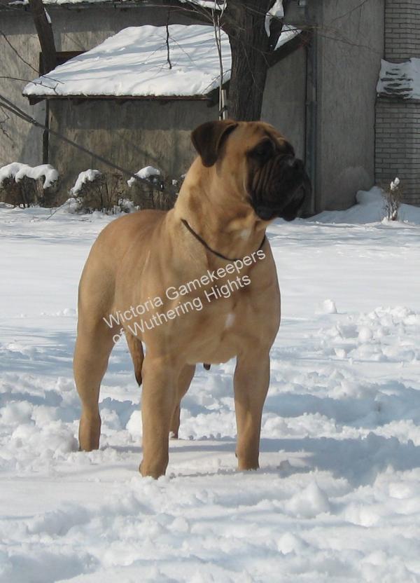 Wictoria Gamekeepers of Wuthering Hights | Bullmastiff 