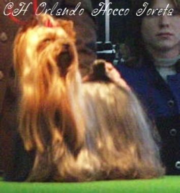 Orlando Hocco Joreta | Yorkshire Terrier 