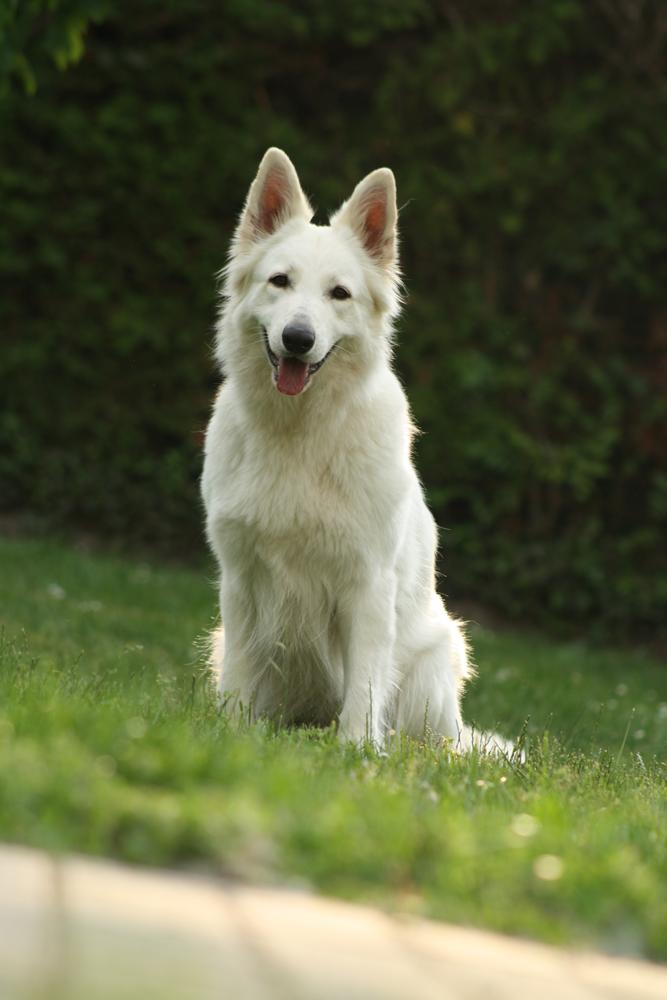 Be Cute My White Working Secret | White Swiss Shepherd Dog 