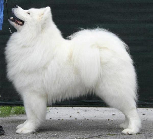 Fluffy Marvel Give Me a White Star | Samoyed 