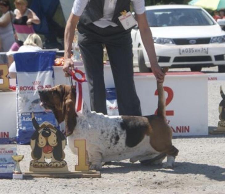 Franbar's Questo è Amore (duplecate entry) | Basset Hound 