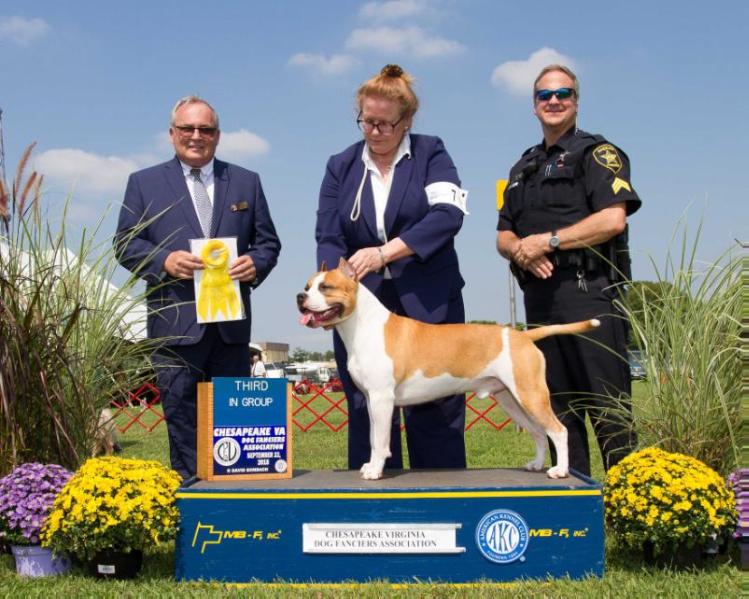 Carmichael's Truth be Told | American Staffordshire Terrier 