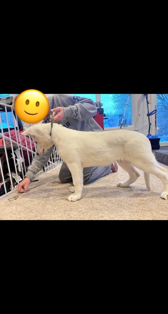 FAIRYHALE THE UNTOUCHABLE ONE | White Swiss Shepherd Dog 