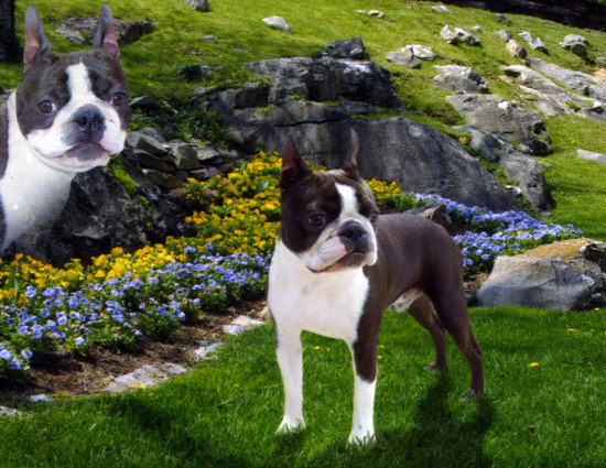 Motif'S Capt.Nathan Brittles | Boston Terrier 