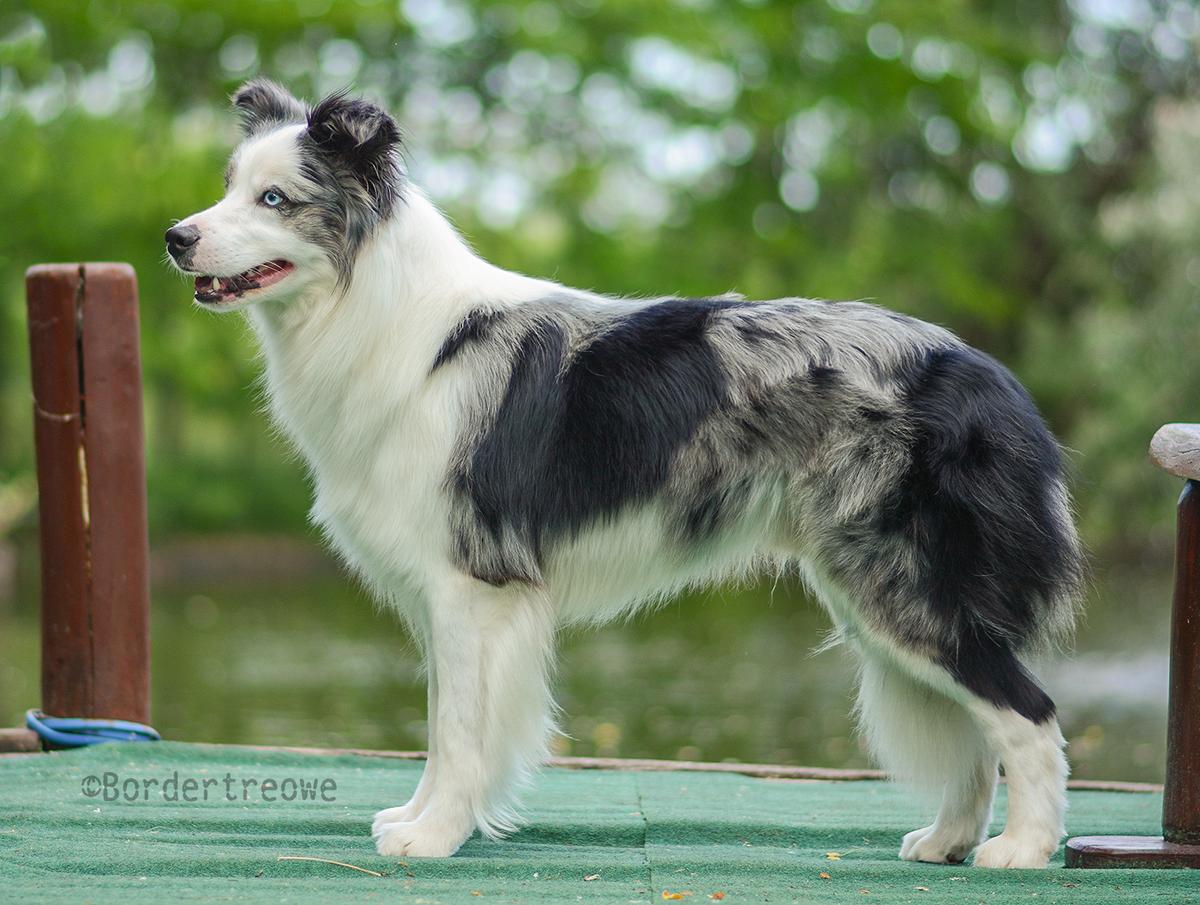 Labyrinth Myth of Bordertreowe | Border Collie 