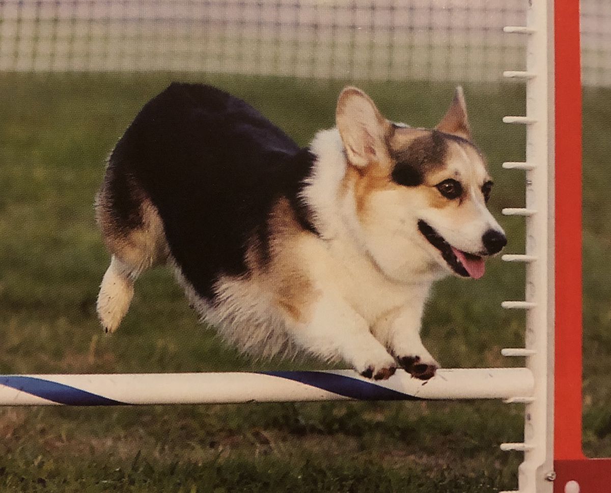 Tifflyn Lustigleben Musica Mundana | Pembroke Welsh Corgi 