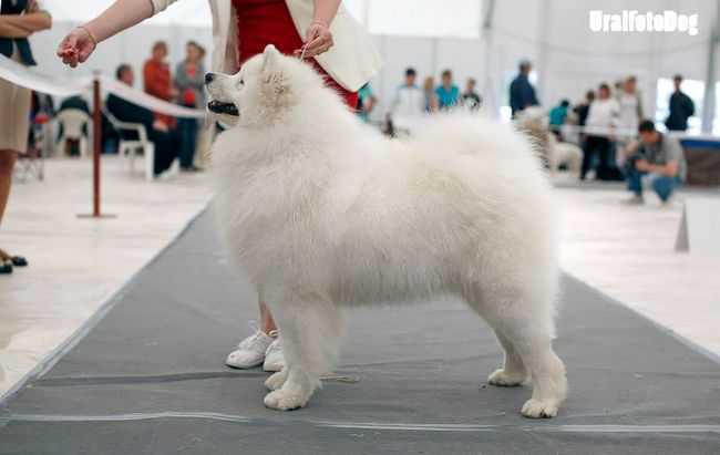 Zefir Iz Korolevstva Margarity | Samoyed 