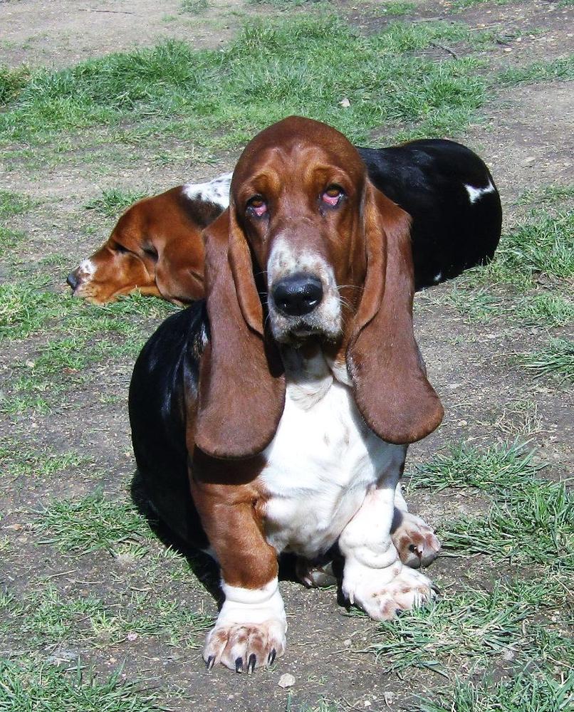 Miss miette des côtes de la saunade | Basset Hound 