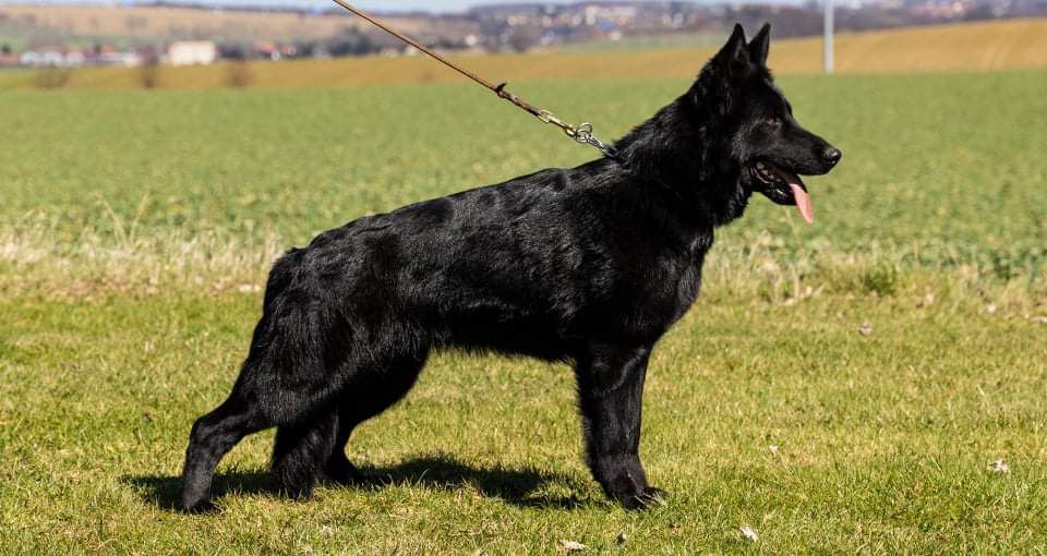 Resi Von Weltwitz | German Shepherd Dog 