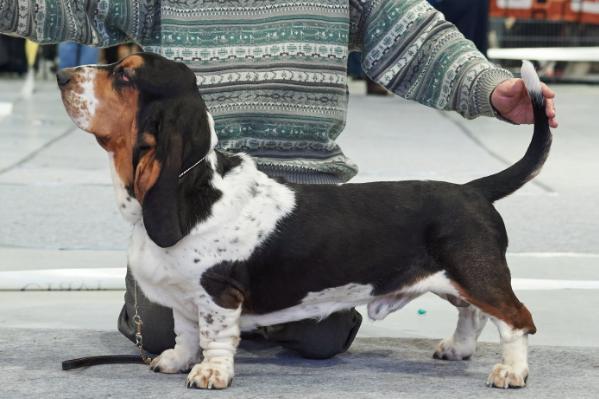 Aster Bass Akela Black | Basset Hound 