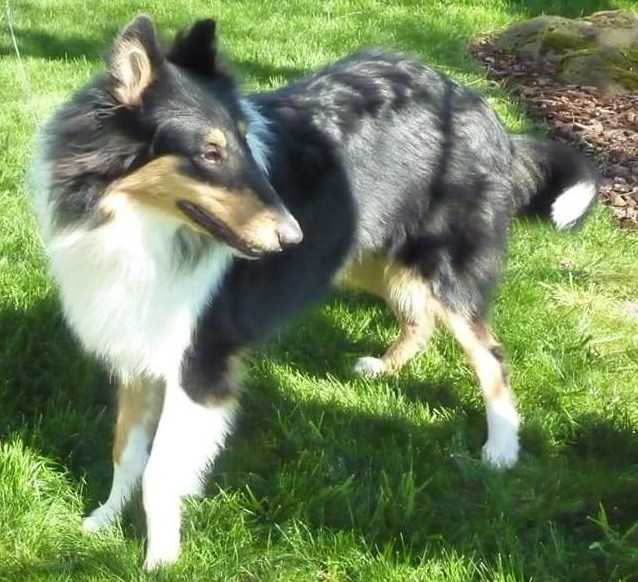 Jacob Levi Graham Pauly | Rough Collie 