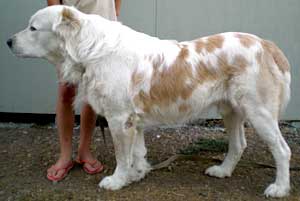 Ablai-Aktash | Central Asian Shepherd Dog 