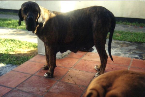 ANTERA DO BORGHETTO | Fila Brasileiro 