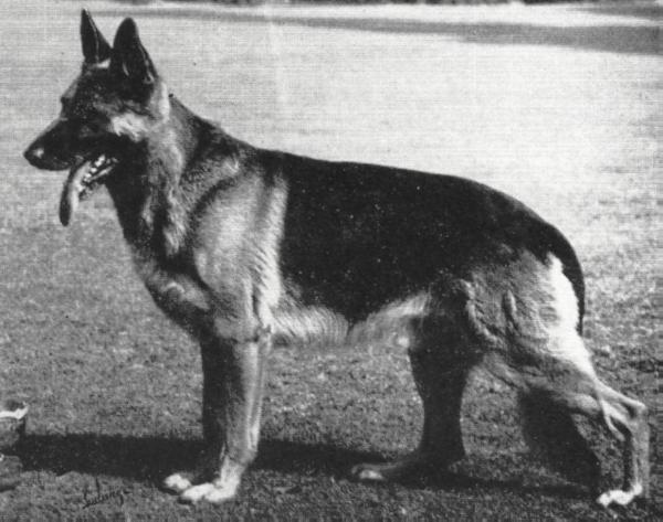 Ulk Wikingerblut | German Shepherd Dog 