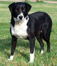 Lou ABC 213865 | Border Collie 