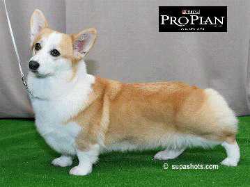 Anwyl Parist Mist at Merthyr | Pembroke Welsh Corgi 