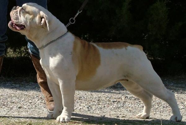 Valorquest's Checotah | Olde English Bulldogge 