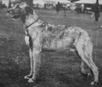 Sulhamstead Max | Irish Wolfhound 
