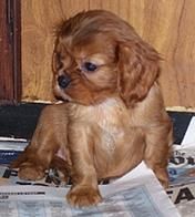 Aberlour Lady Marmalade | Cavalier King Charles Spaniel 