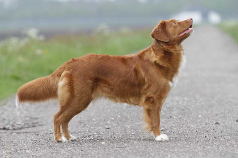 Suncatcher's Happy Hour | Nova Scotia Duck Tolling Retriever 