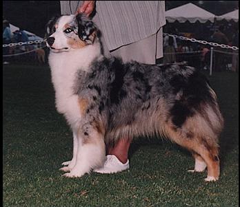 Starswept's Couldn't Resist | Australian Shepherd 