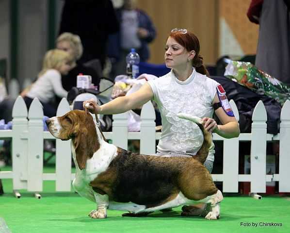 Zhemchuzhina Cherny Perlamutr | Basset Hound 