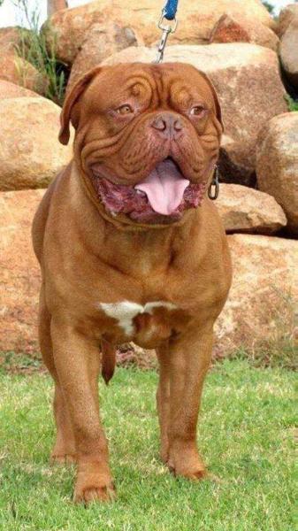 Red Guardian Casper | Dogue de Bordeaux 