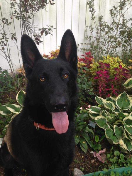 Diesel Pirkola | German Shepherd Dog 
