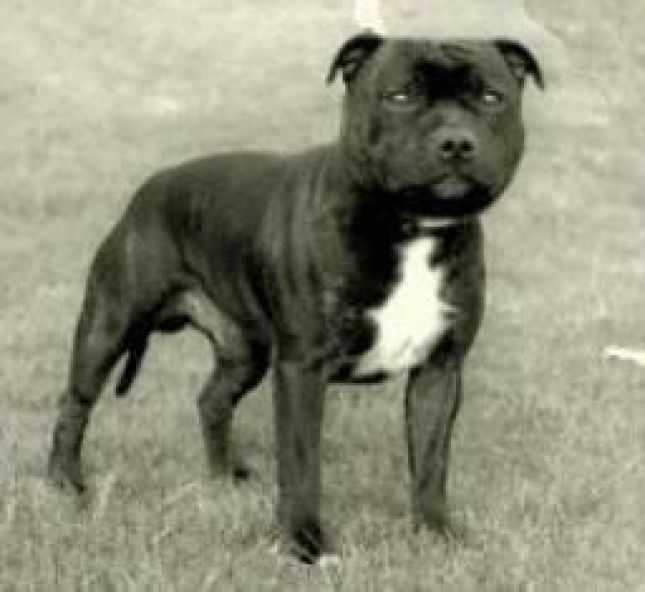 Winston The Lionheart | Staffordshire Bull Terrier 