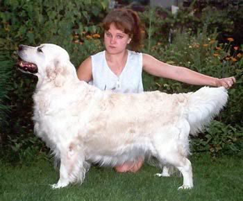 Baronessa Of Blue Erinor | Golden Retriever 
